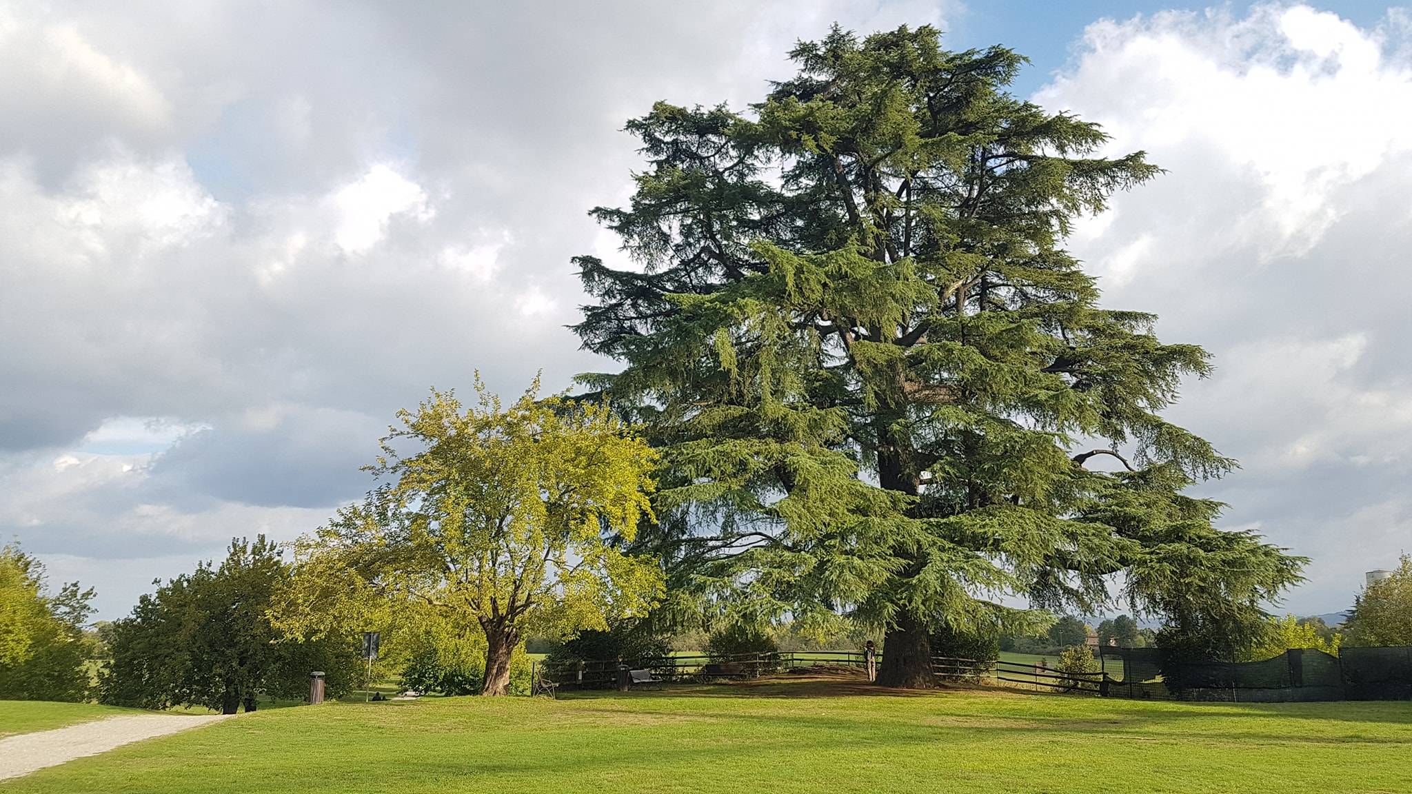 Corso monografico sui generi Platanus e Cedrus