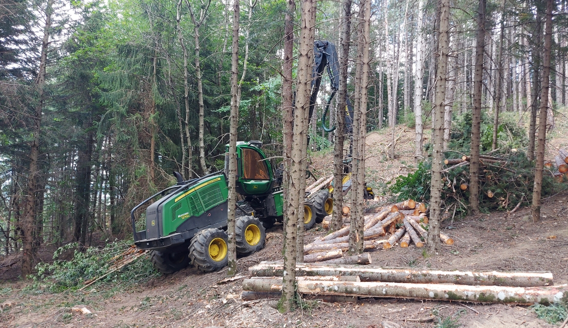 taglio_bosco.jpg